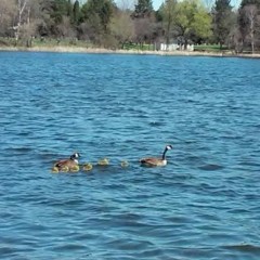 Village of Lakeview, Tamarack Lake